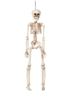 Hengende Skjelett 40 cm