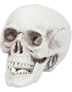 Hodeskalle m/Bevegelig Kjeve - 16 cm