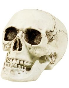 Hodeskalle med Bevegelig Kjeve - 10 cm